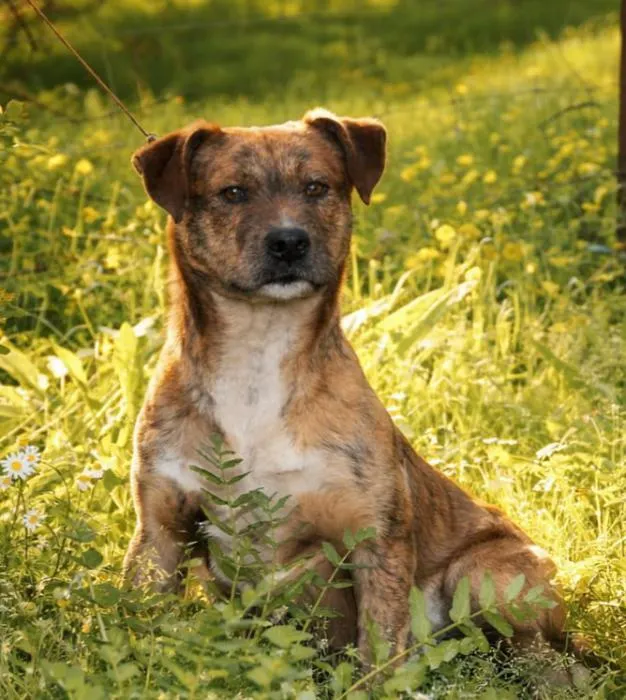 Aslan - Staffordshire Terrier Americano, Perro Majorero (Bardino Majorero), Mestizo