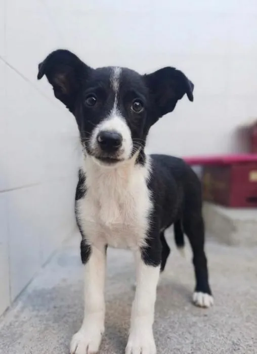Figo - Podenco Andaluz, Border Collie