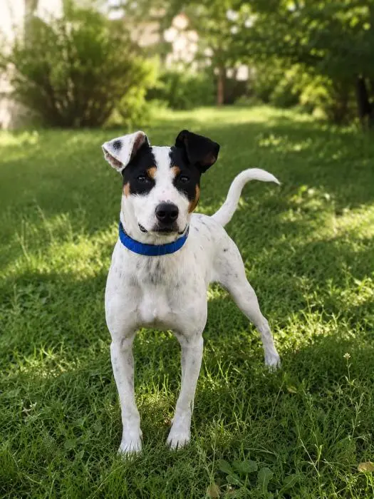 Urko - Ratonero Bodeguero Andaluz, Jack Russell Terrier, Podenco Andaluz