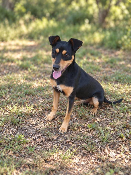 Turco - Ratonero Bodeguero Andaluz, Pinscher Alemán