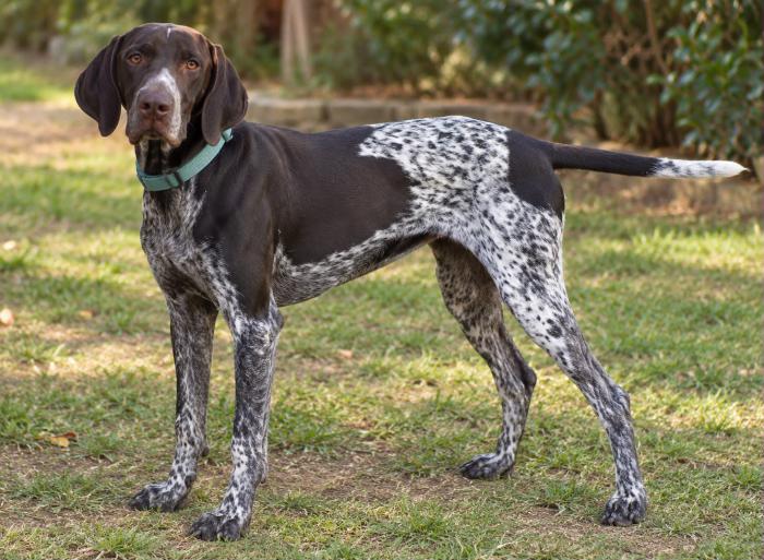 Bruno - Braco Alemán (Pelo Corto), Pointer Inglés, Perdiguero de Burgos