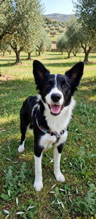 LLuna - Border Collie