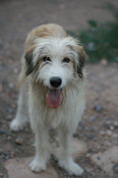 Flequi - Podenco Ibicenco, Pastor Catalán (Gos d'Atura Català), Petit Basset Griffon Vendeen