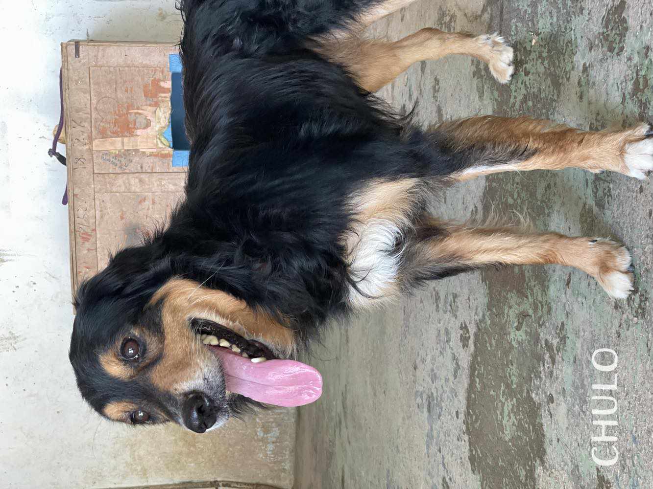 Chulo - Border Collie, Pastor Australiano, Pastor Garafiano