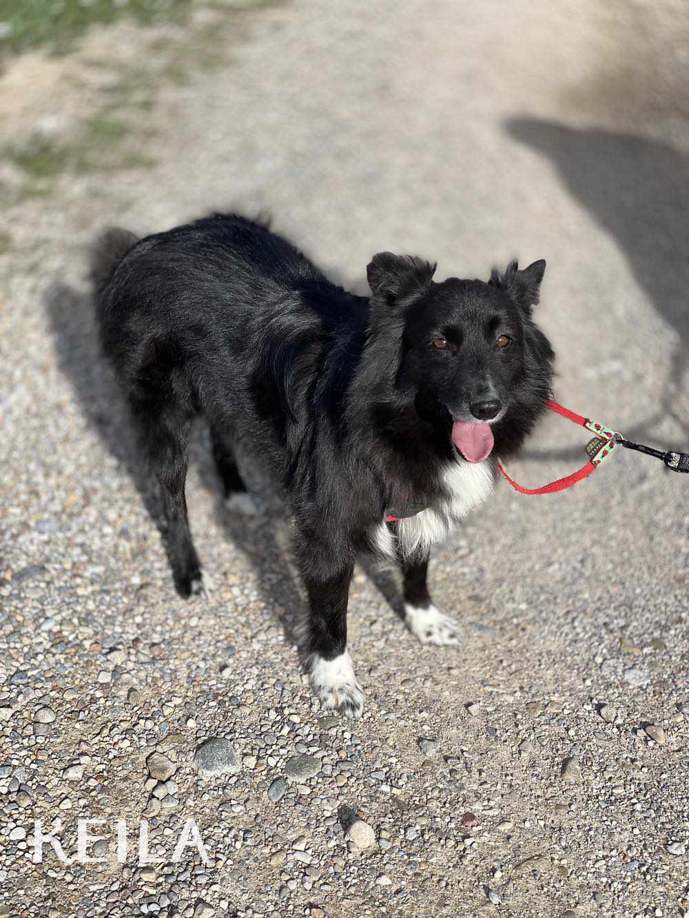Keila - Border Collie, Pastor Shetland, Pastor Belga (Laekenois)
