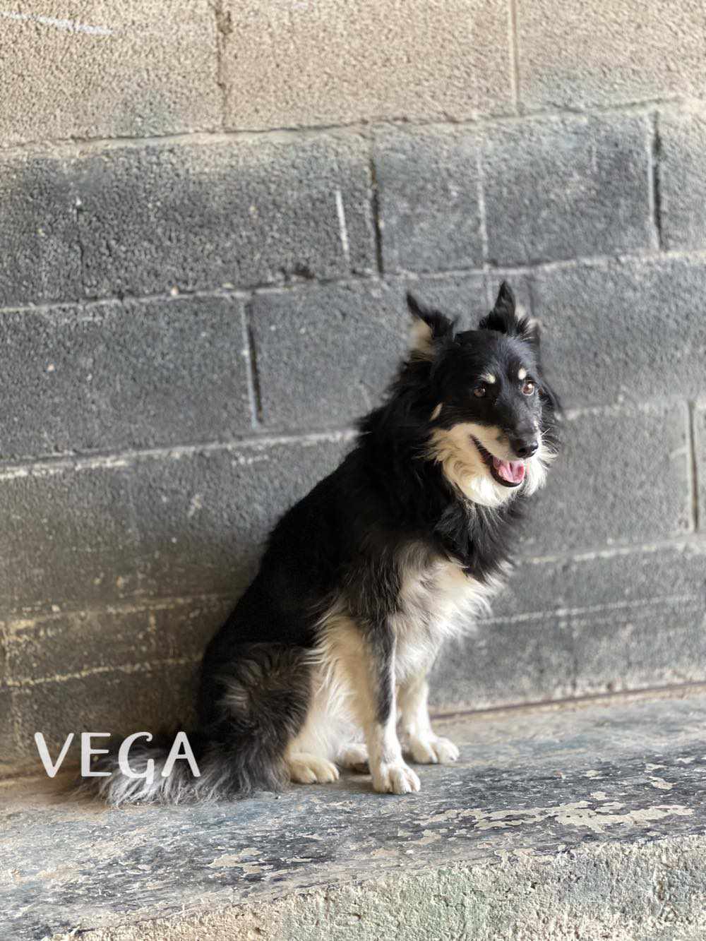Vega - Border Collie, Pastor Shetland, Pastor de los Pirineos (Cara Rasa)