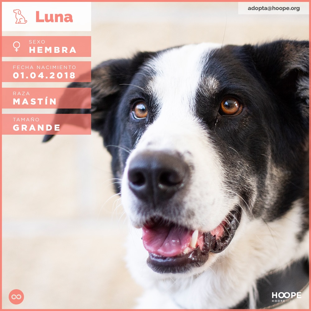 Luna - Mastín Español
