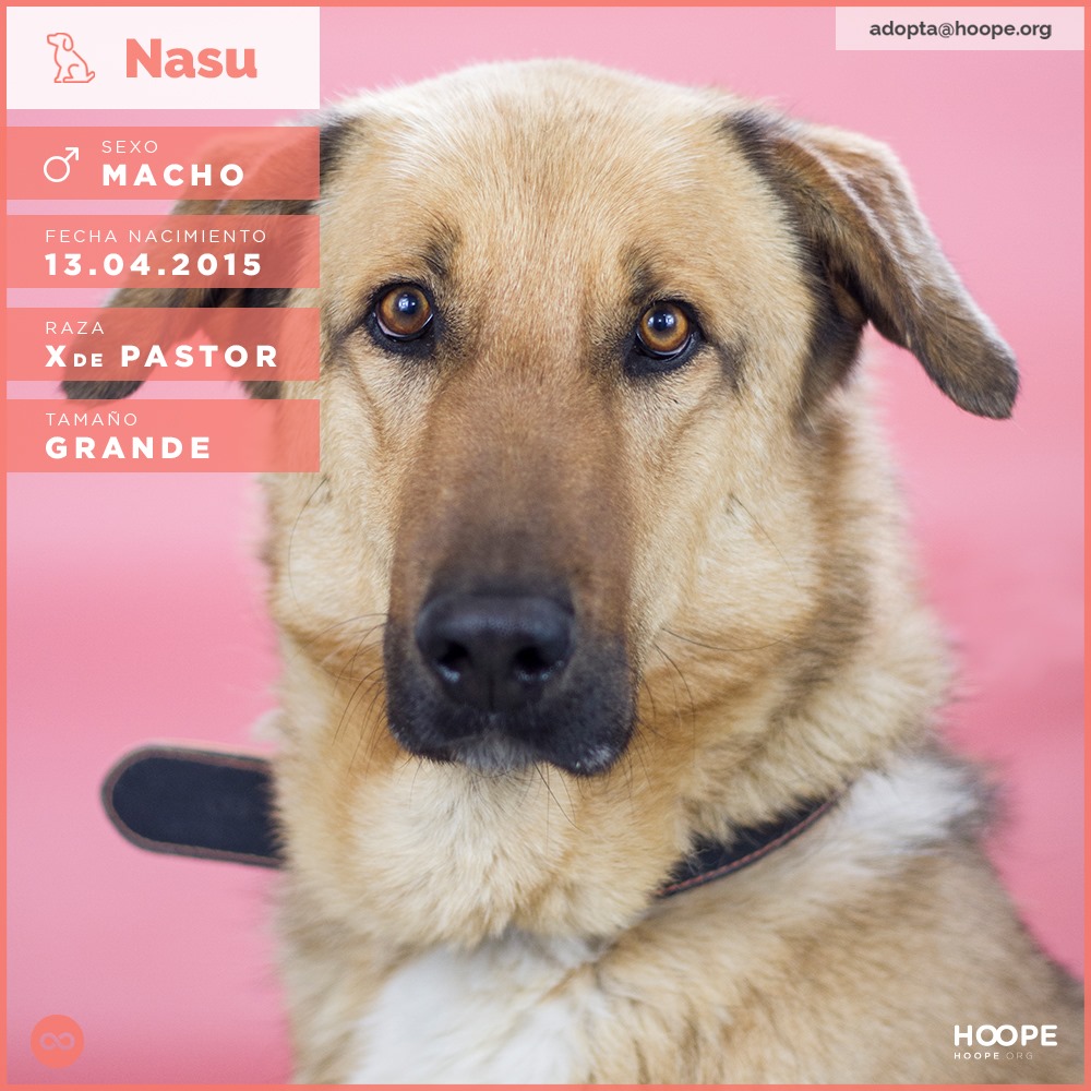 Nasu - Pastor Alemán