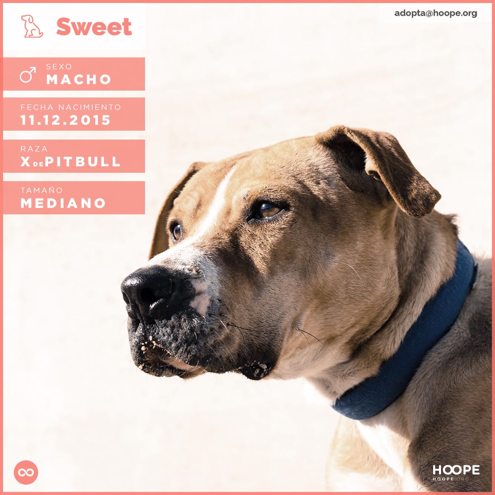 Sweet - American Pit Bull Terrier