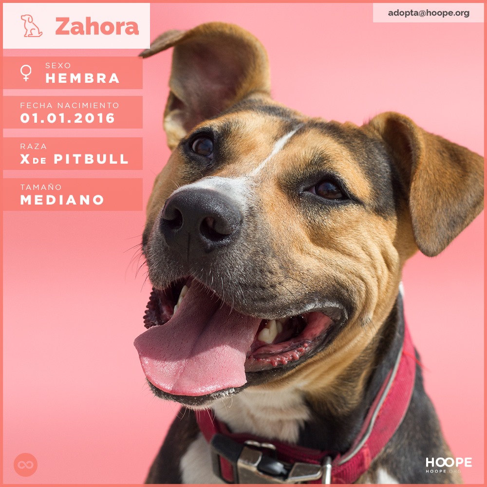 Zahora - American Pit Bull Terrier