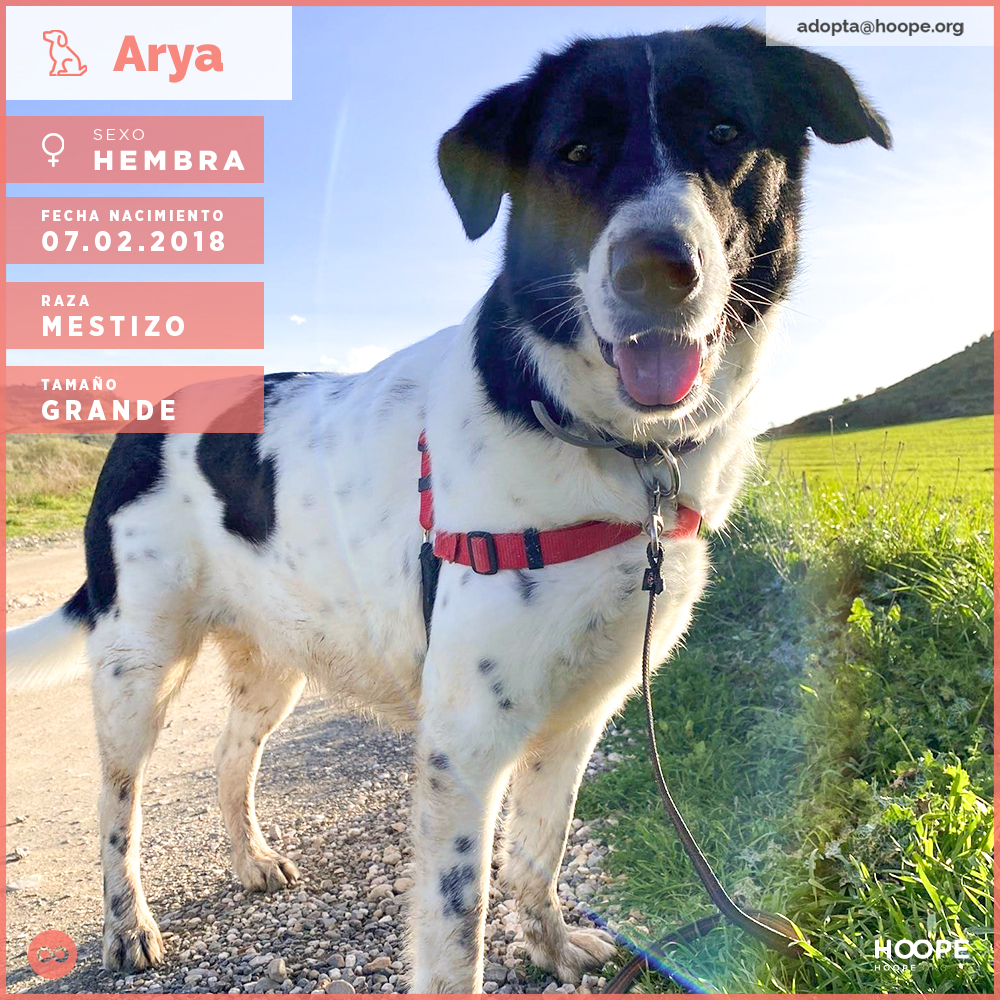Arya - Mastín Español