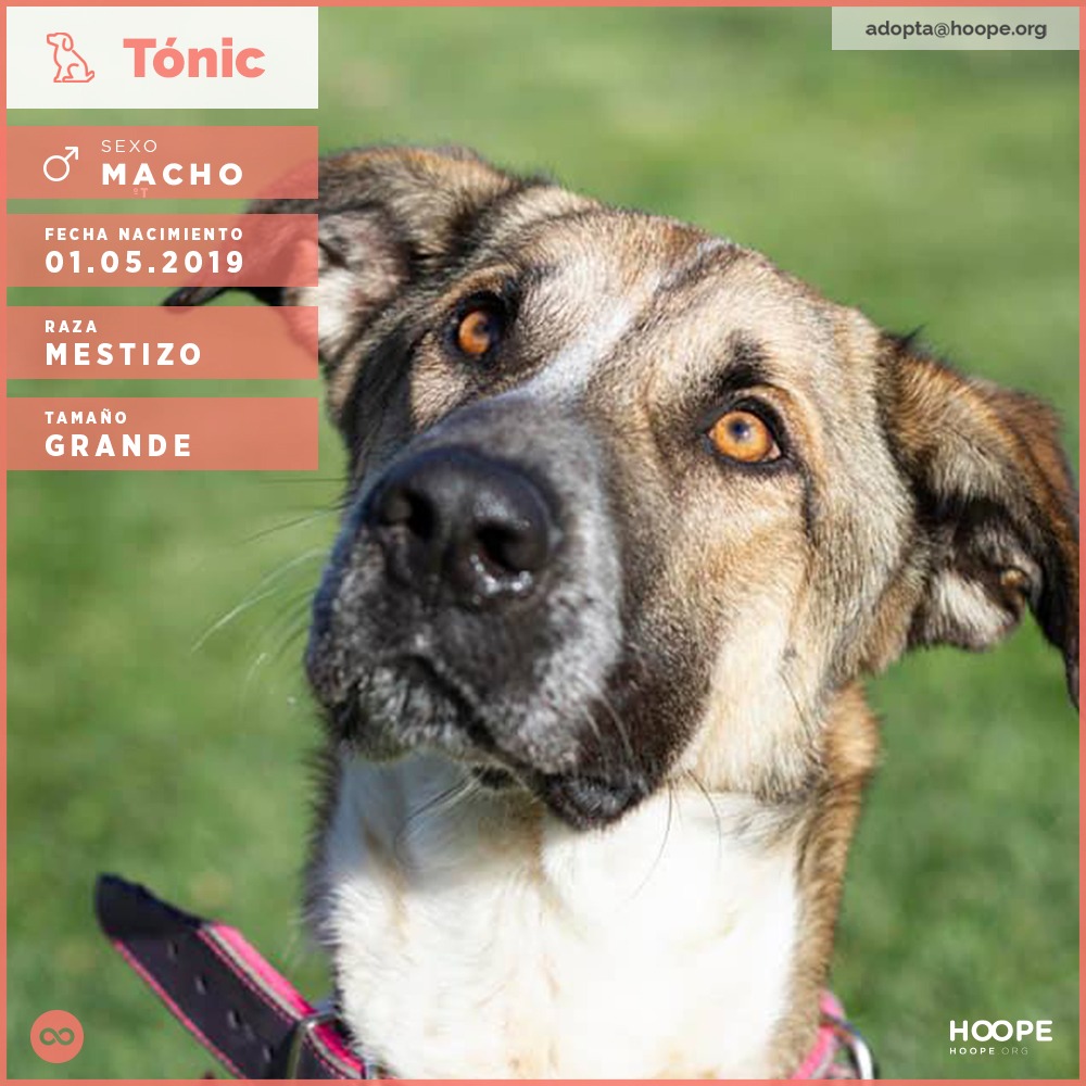 Tonic - Mastín Español, Pastor Alemán