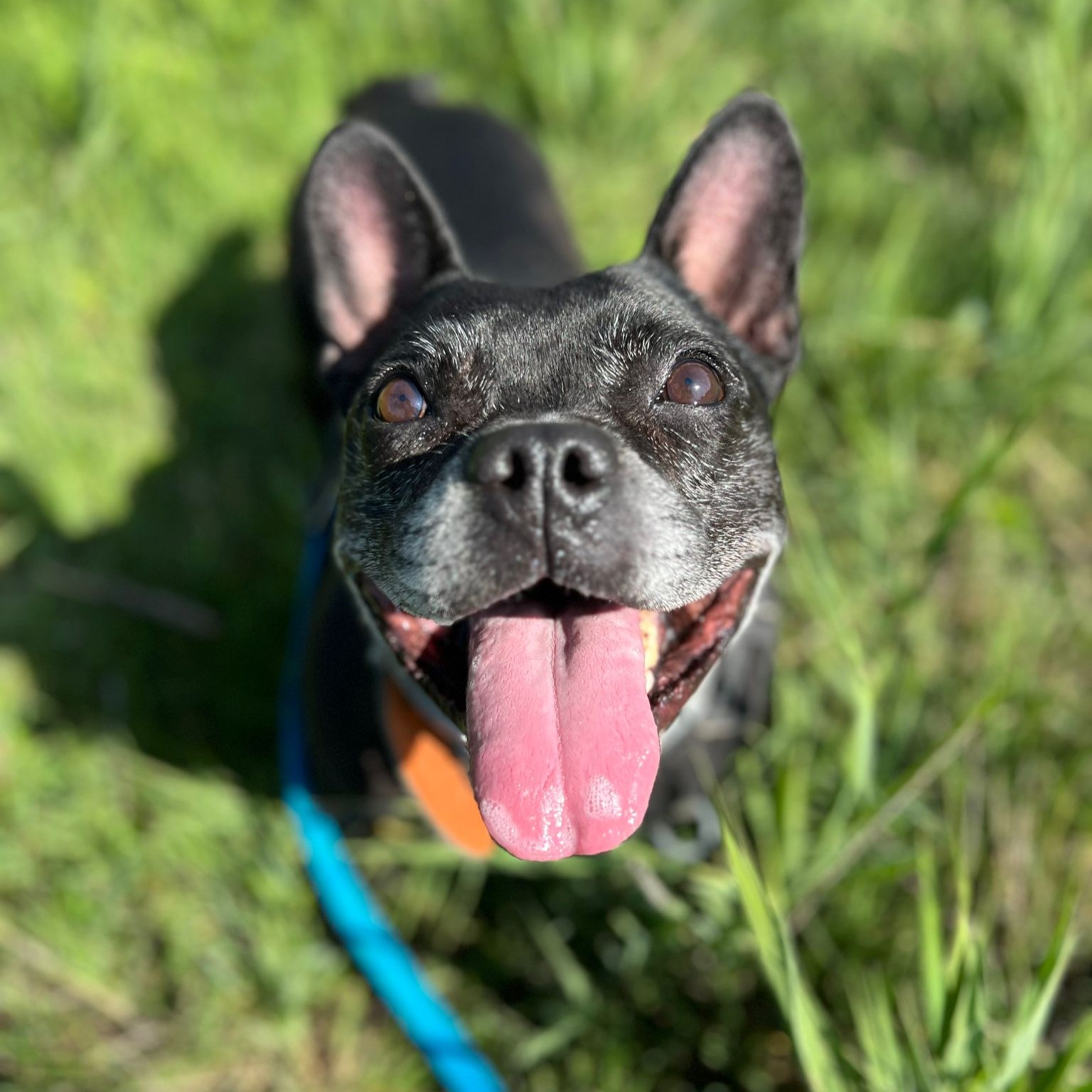 Guinda - Bulldog Francés, Boston Terrier