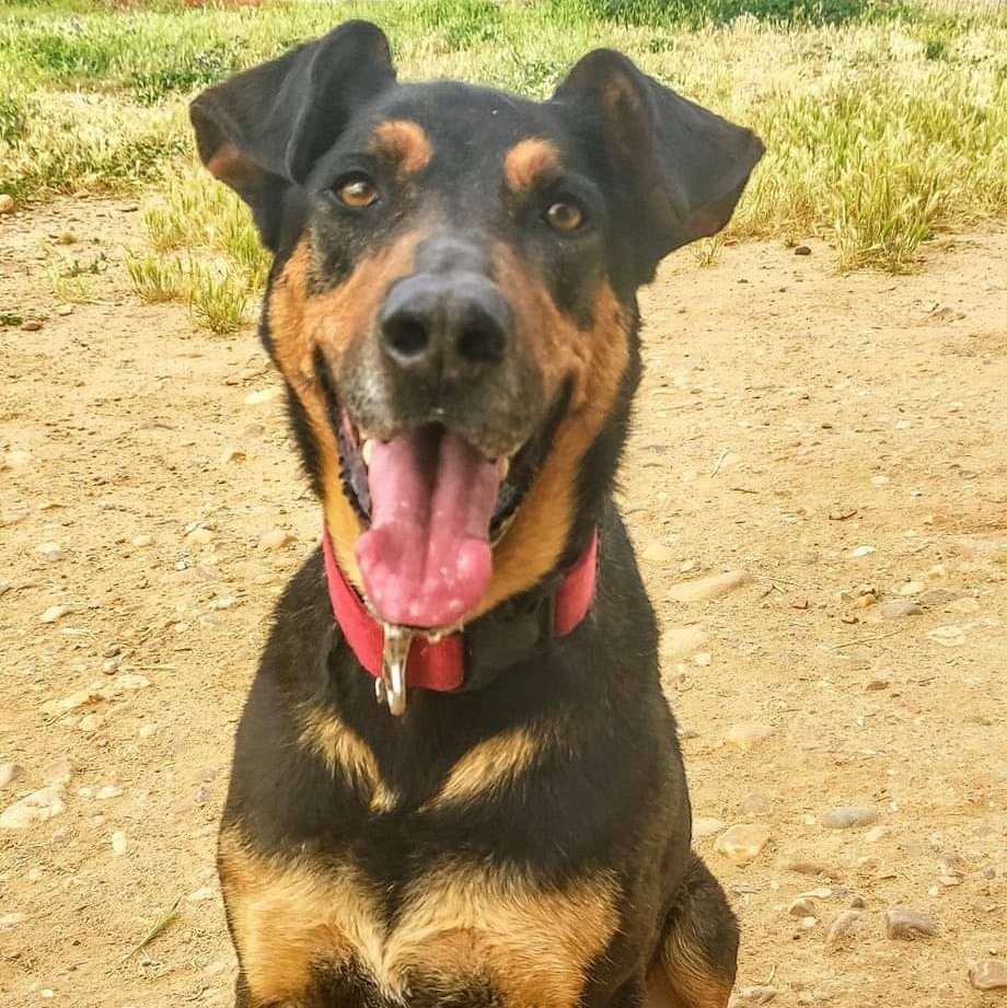 Popeye - Pastor Alemán, Rottweiler