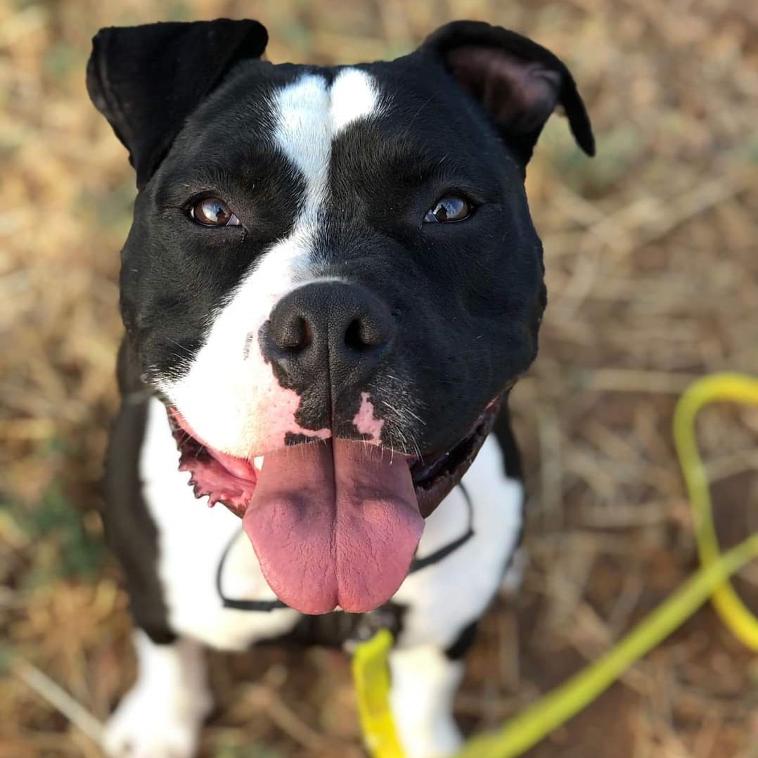 Kronk - American Pit Bull Terrier, Staffordshire Bull Terrier