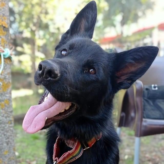 Poe - Pastor Alemán, Perro Pastor Mallorquín