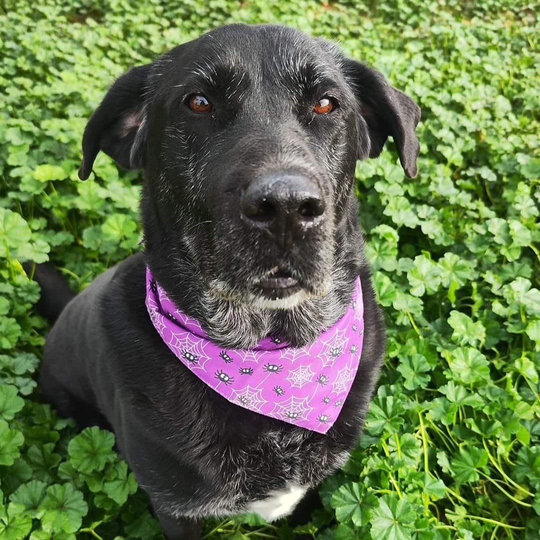 Draco - Labrador Retriever