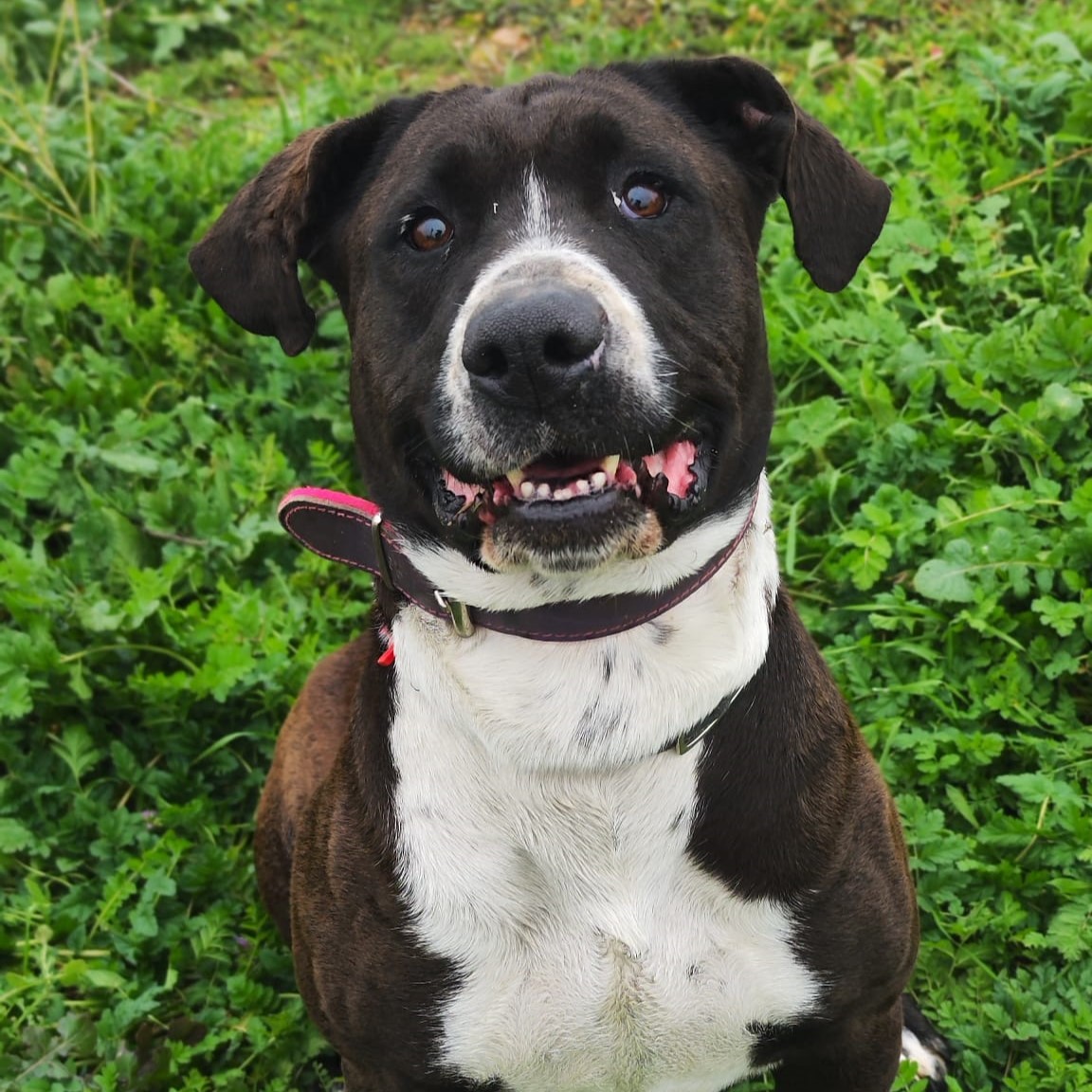 Ersa - American Pit Bull Terrier, Boxer