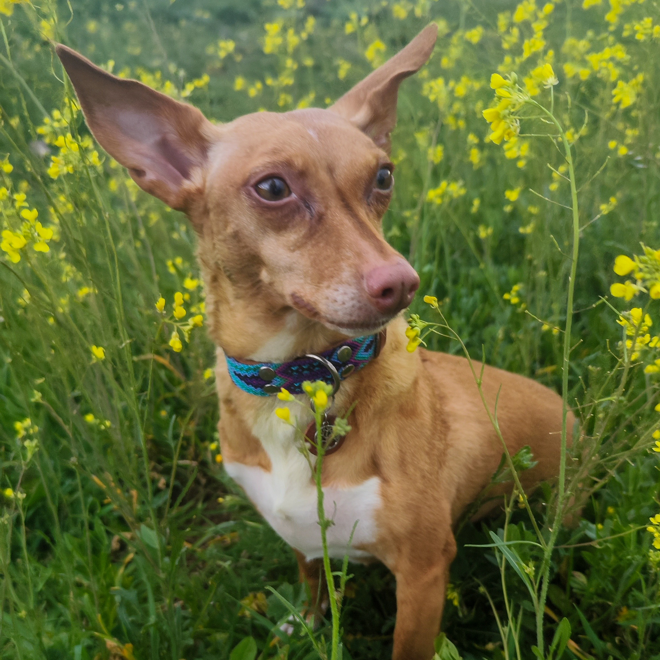 Himba - Podenco Andaluz