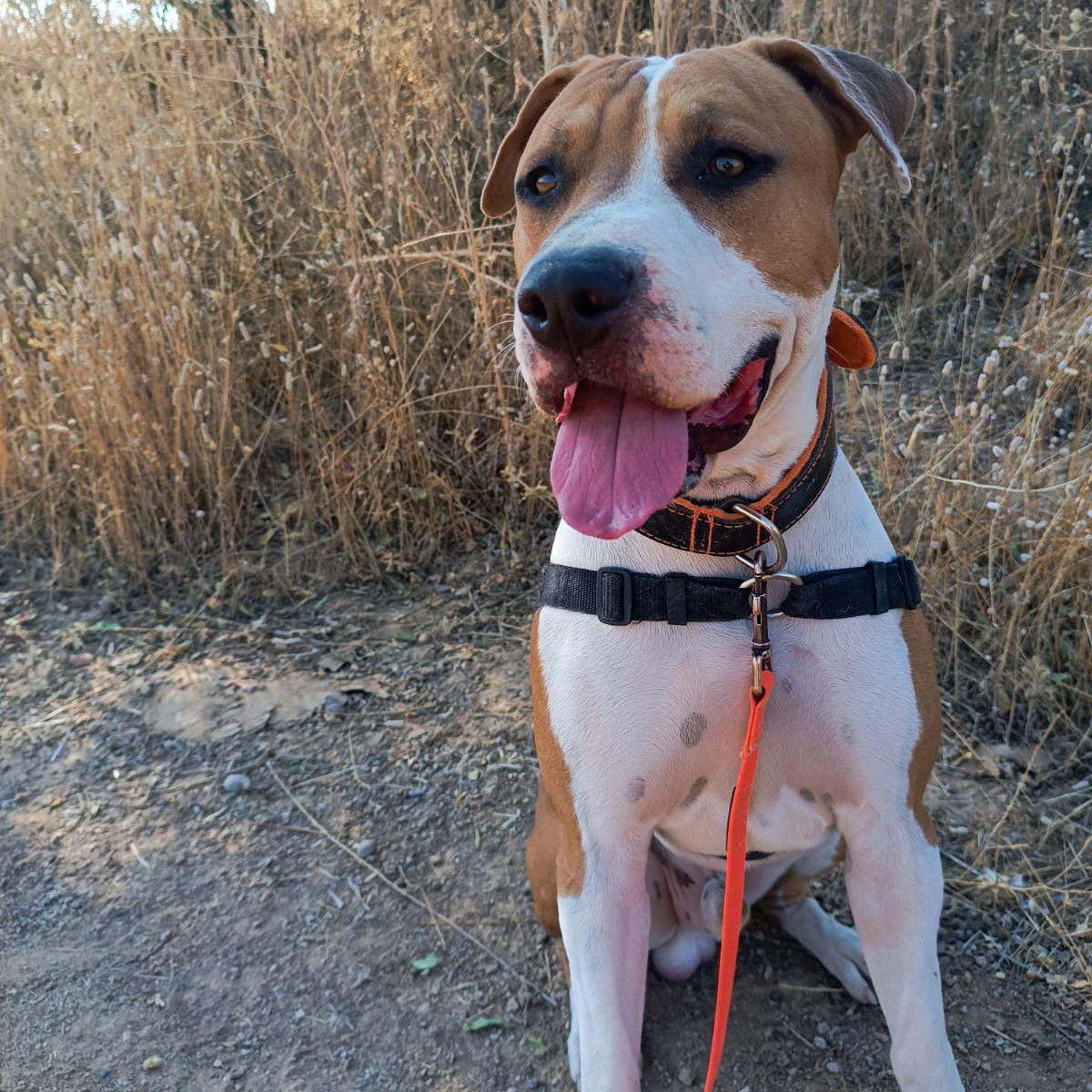 Horus - American Pit Bull Terrier