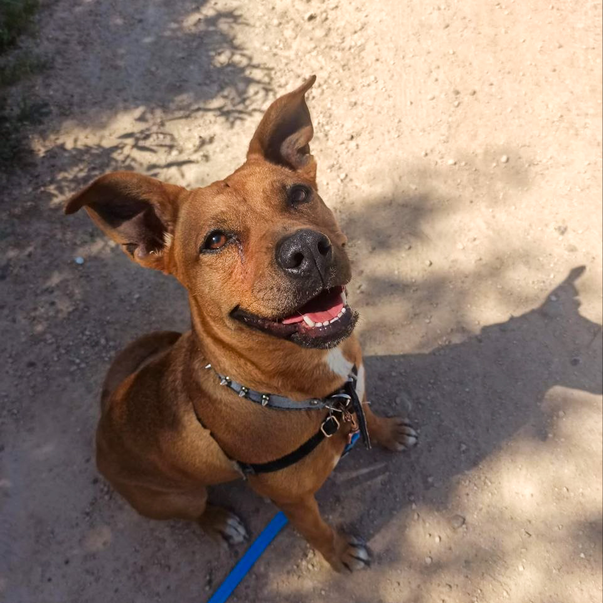 Mara - American Pit Bull Terrier, Pastor Alemán
