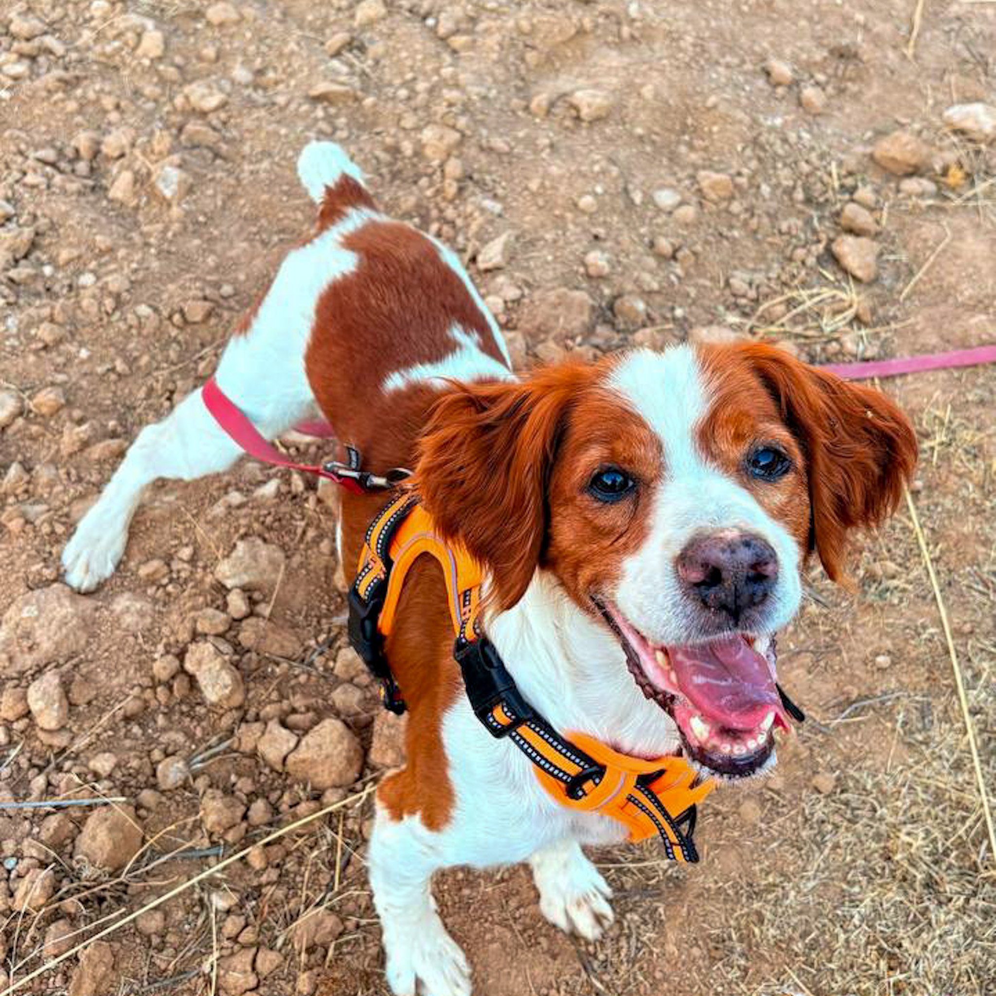 Curro - Spaniel Breton