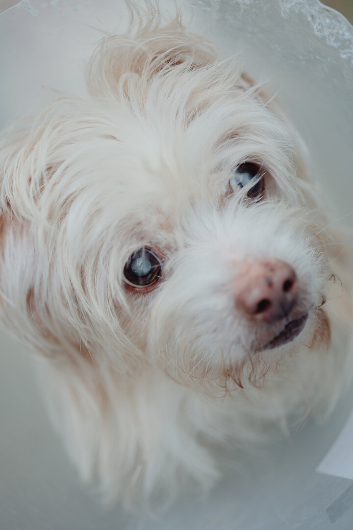 Miguel - Bichón Maltés, Caniche Mini, West Highland White Terrier
