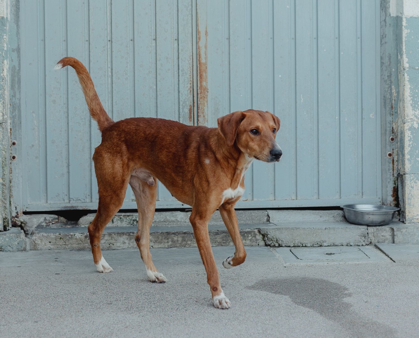 Scooby - Podenco Andaluz Maneto, Sabueso Español, Labrador Retriever