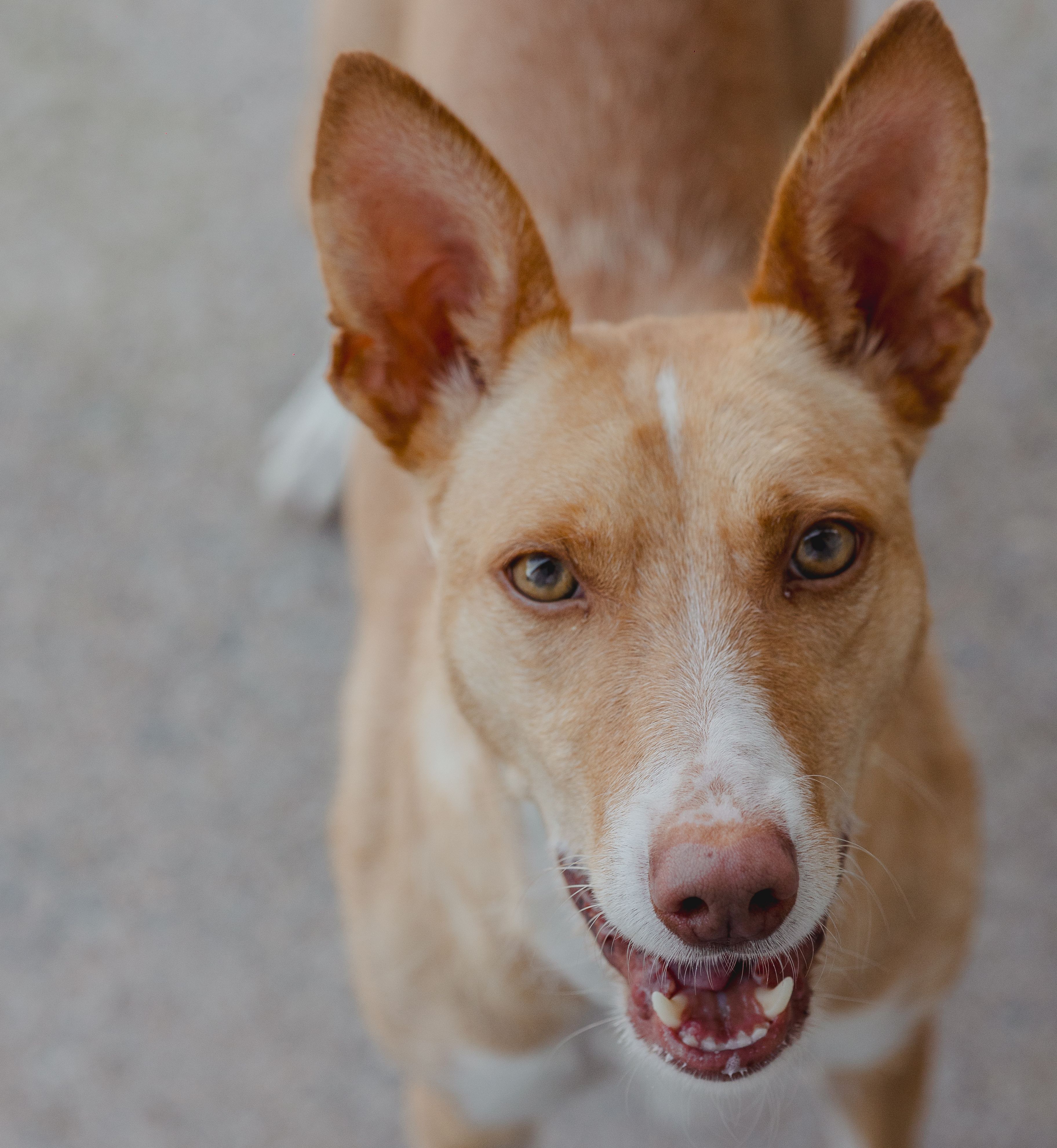 Estrella - Podenco Andaluz, Podenco Canario