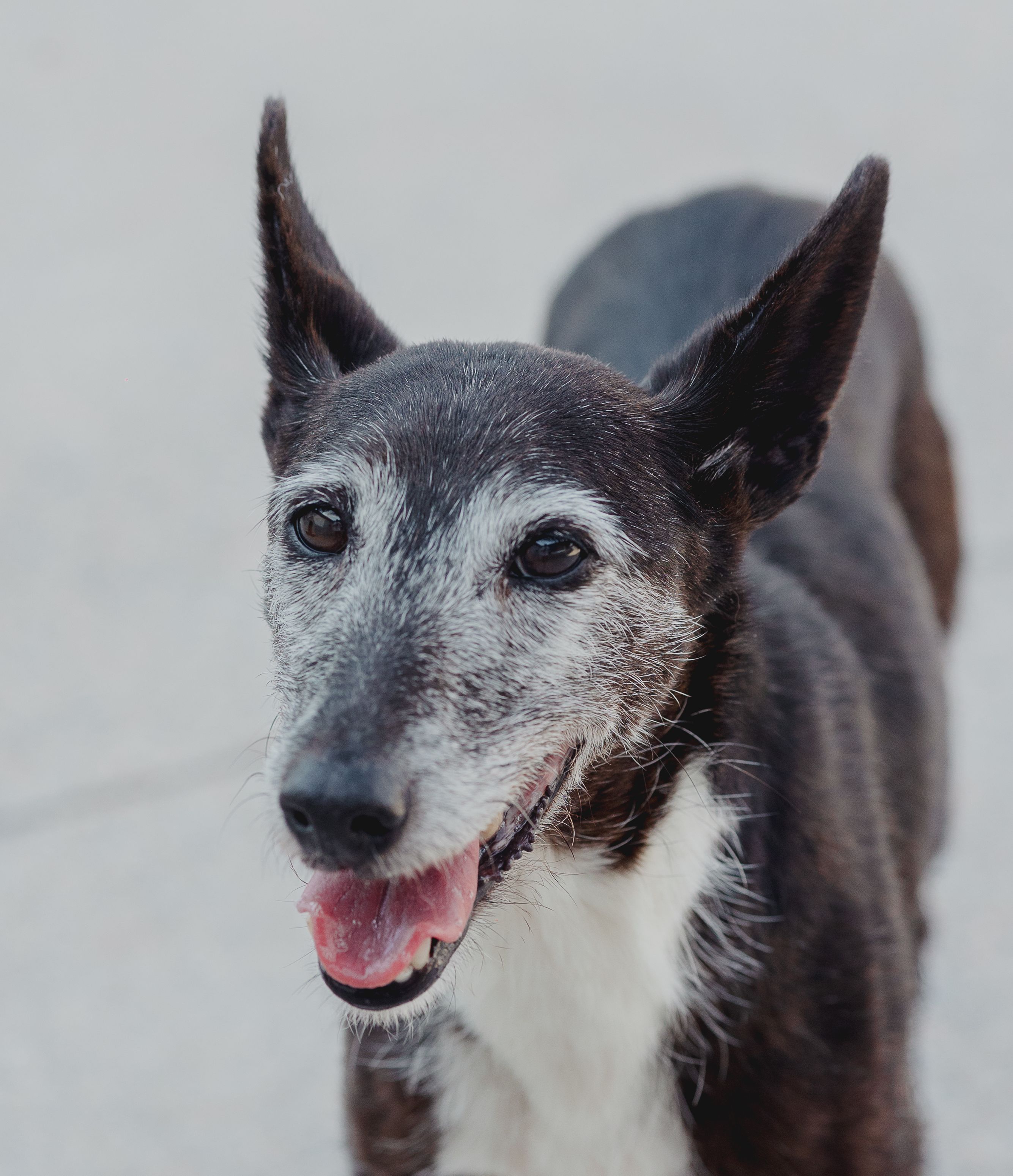 Emelle - Galgo Español