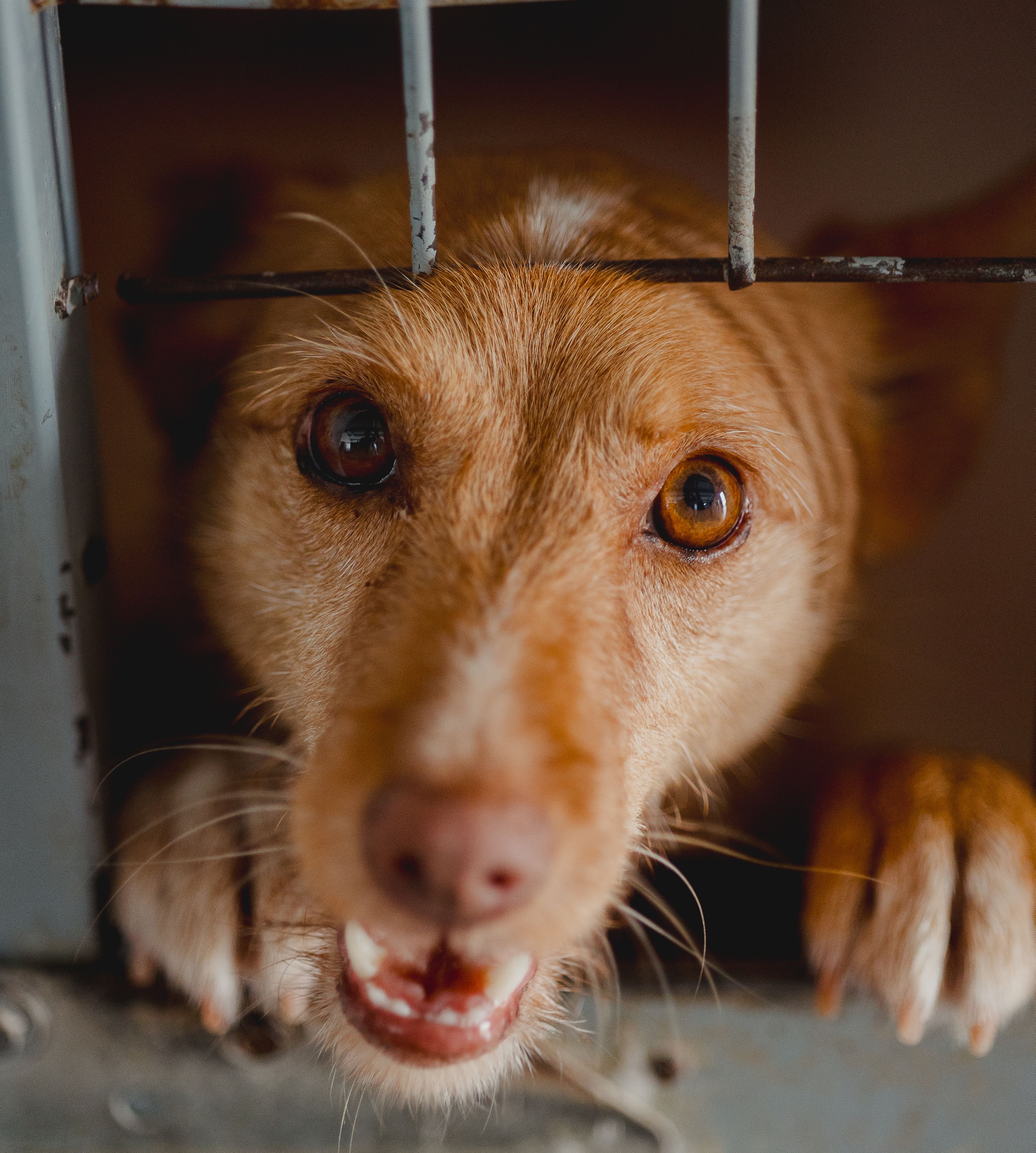 Laika - Podenco Andaluz, Mestizo