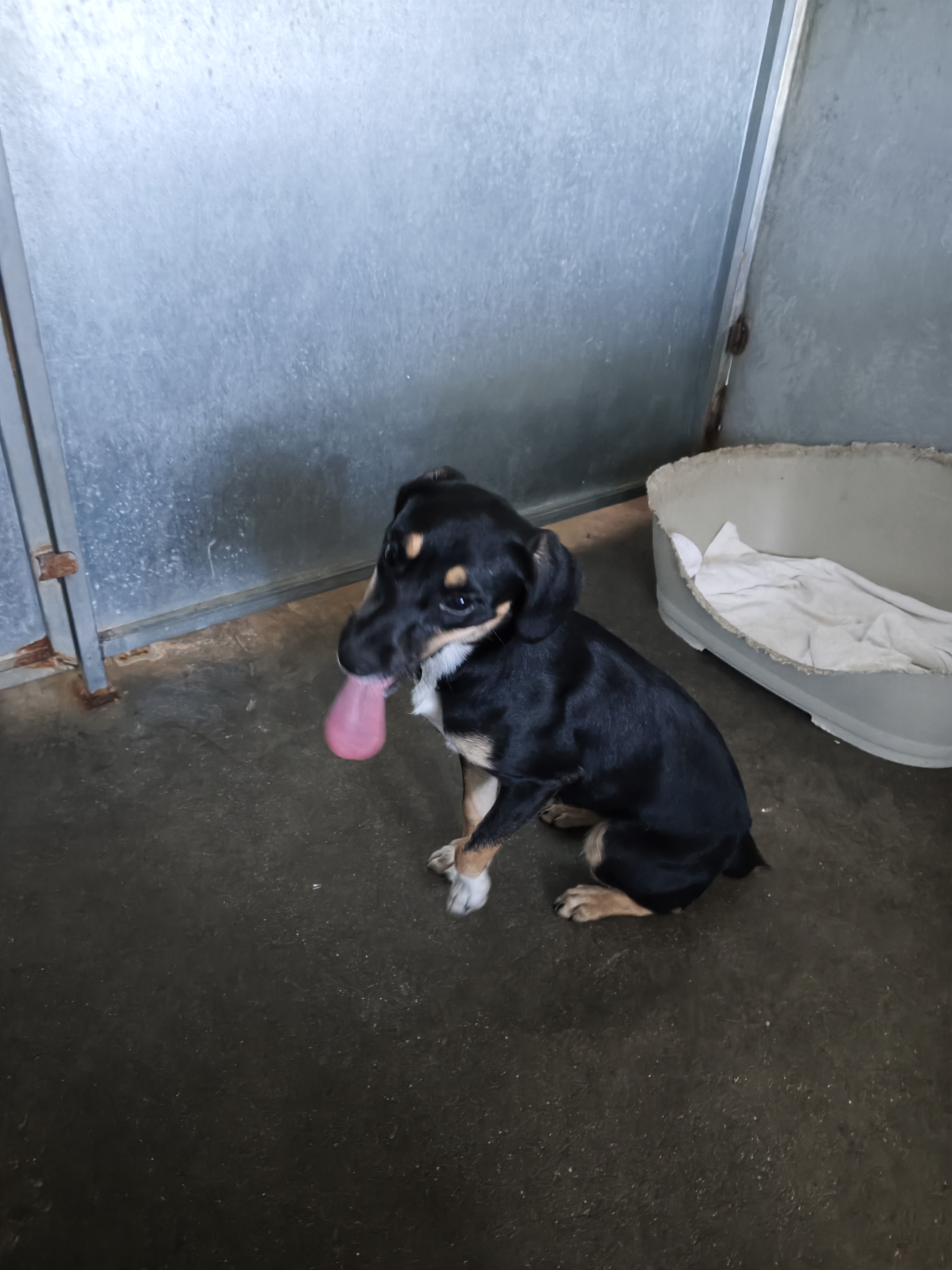 Gigi - Pinscher Miniatura, Ratonero Valenciano