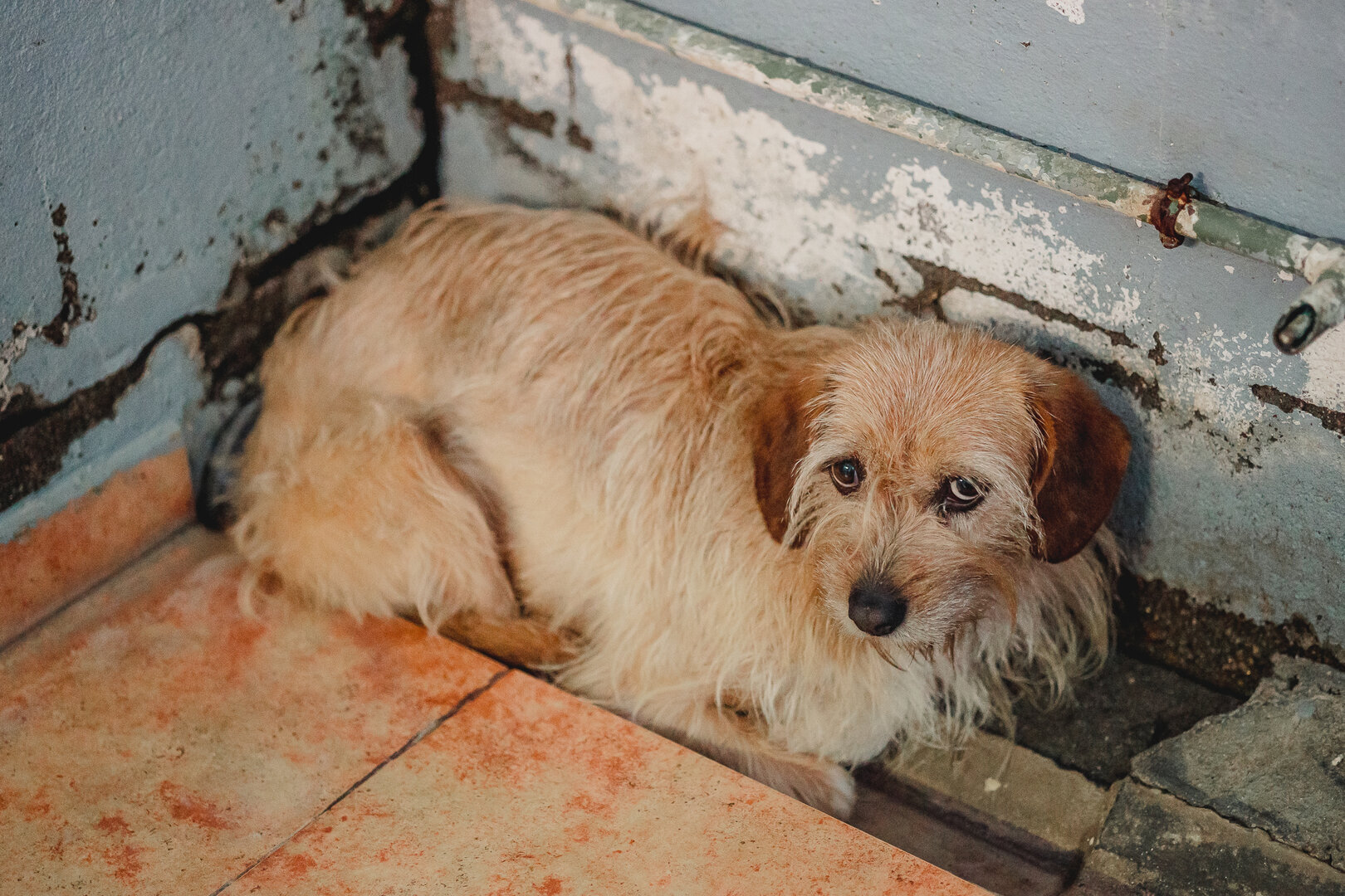 Dolly - Teckel (Pelo duro), Podenco Andaluz, Mestizo
