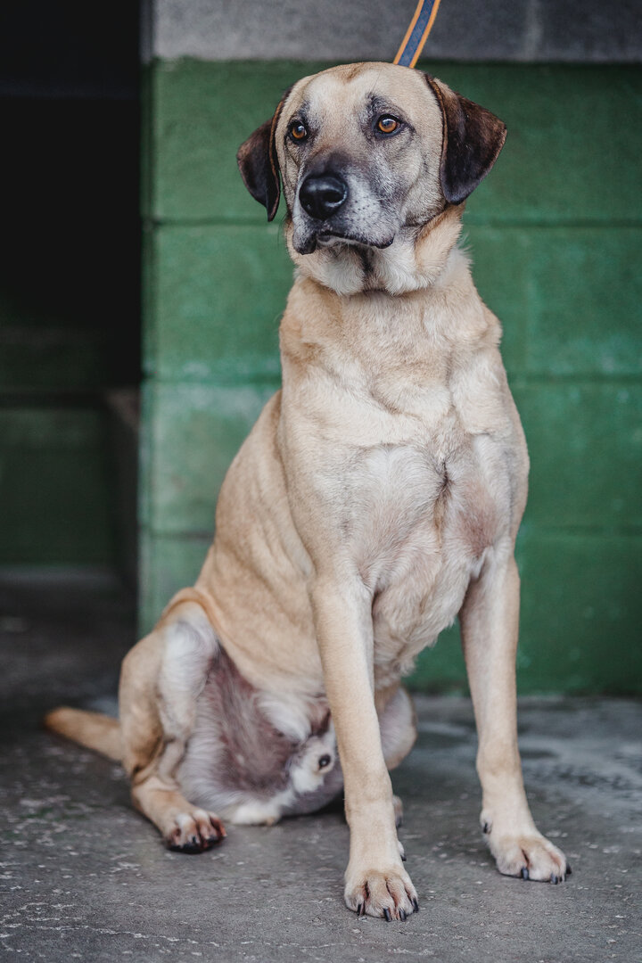 Gonzo - Alano Español, Mastín Español, Labrador Retriever