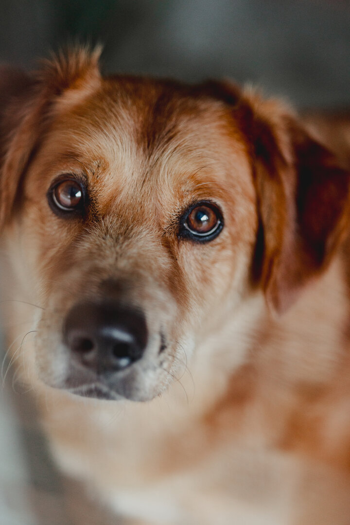 Pinky - Golden Retriever, Pastor Alemán, Mestizo