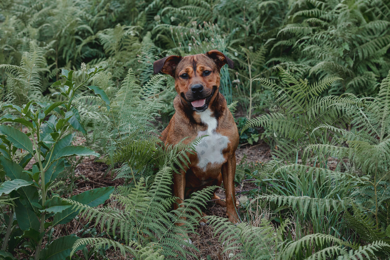 Tana - Staffordshire Terrier Americano, Mestizo, Boxer