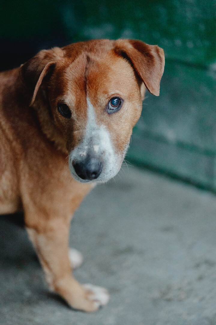 Duque - Mestizo, Podenco Andaluz, Staffordshire Terrier Americano