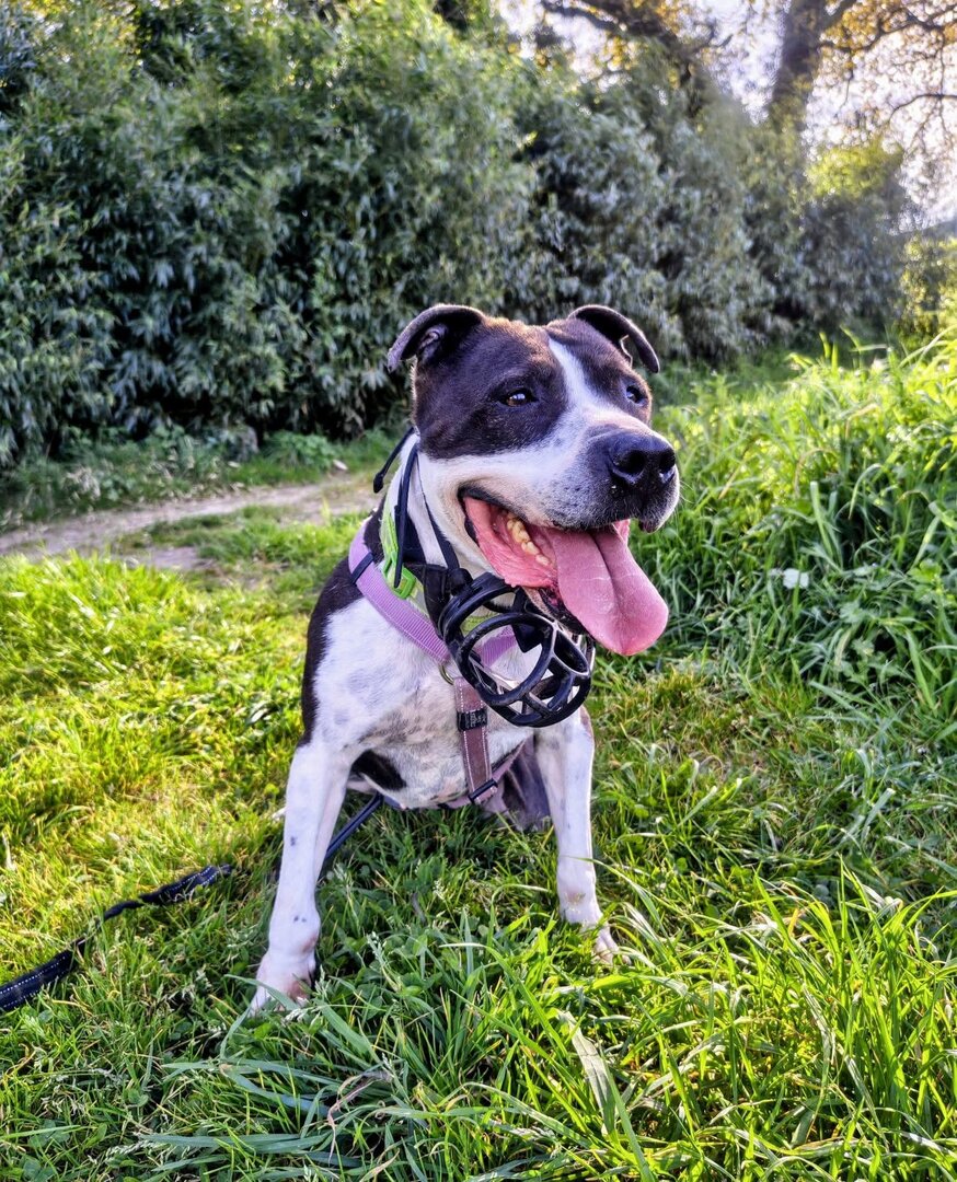 Katia - Staffordshire Bull Terrier, Staffordshire Terrier Americano