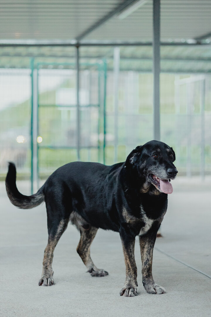 Llavero - Labrador Retriever, Mastín Español, Perro Majorero (Bardino Majorero)