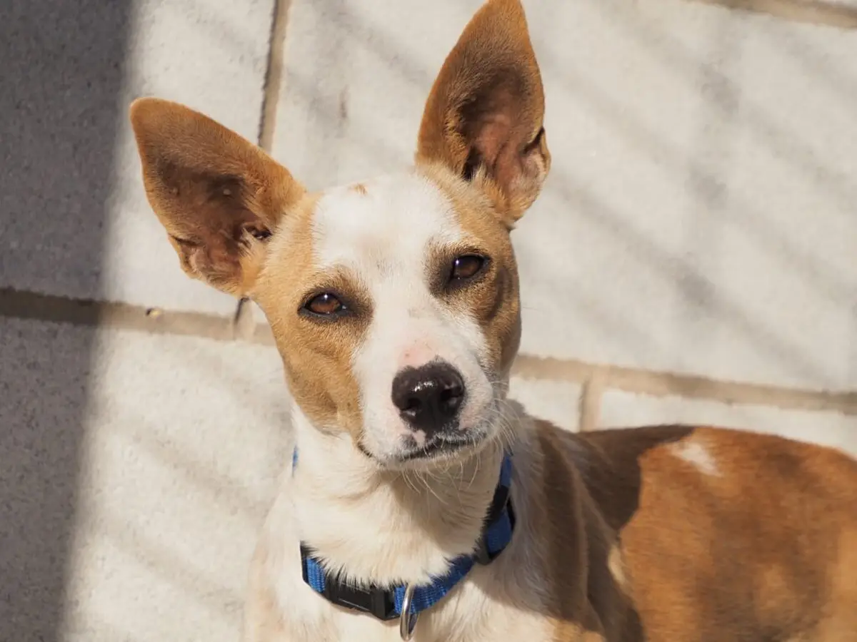 Cina, - Podenco Andaluz, Ratonero Bodeguero Andaluz