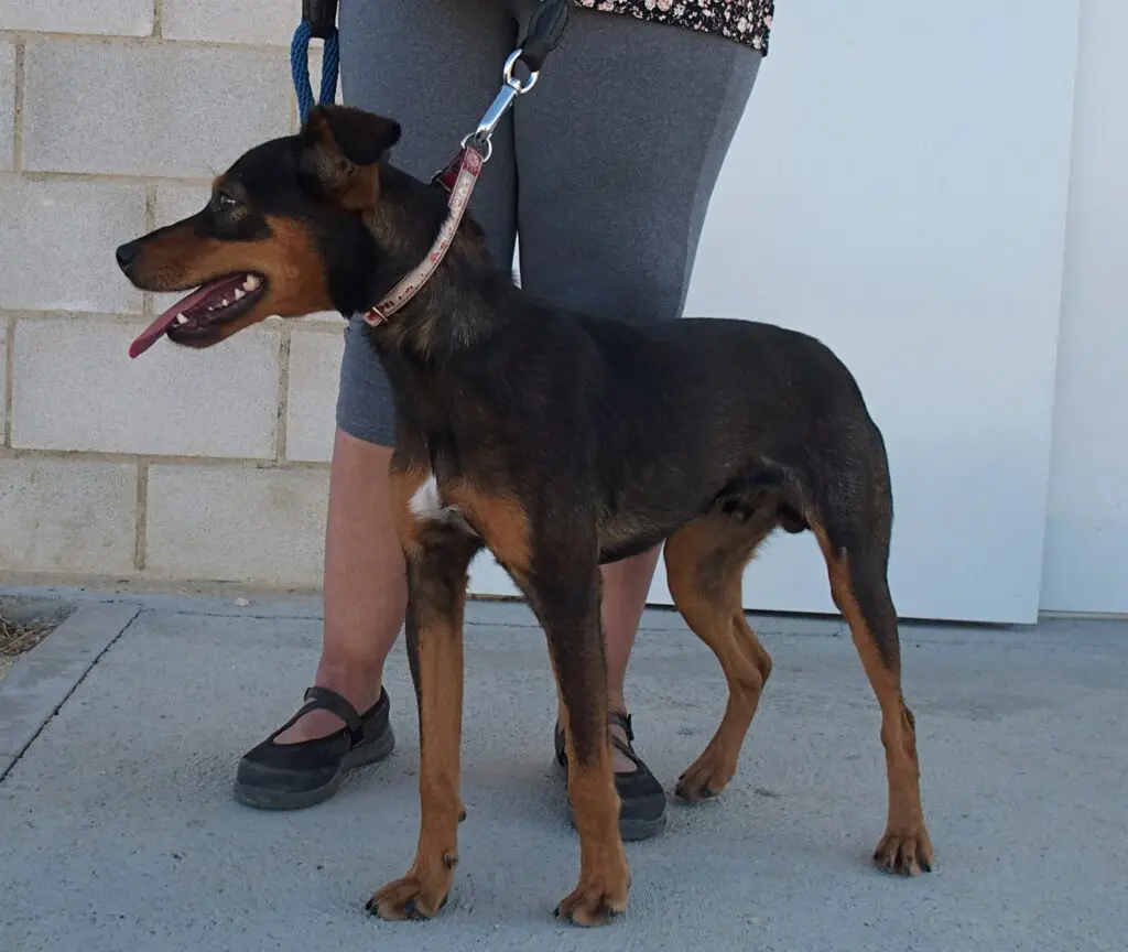 Gales - Pinscher Alemán, Podenco Andaluz
