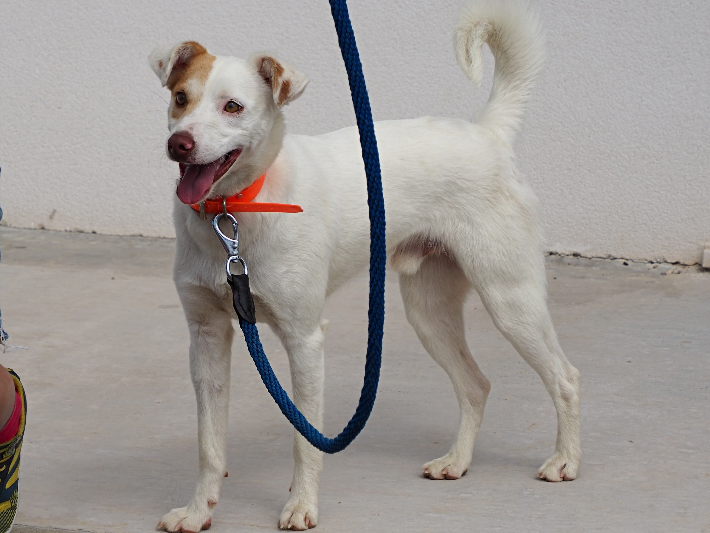 Kira - Ratonero Bodeguero Andaluz, Podenco Andaluz, Mestizo