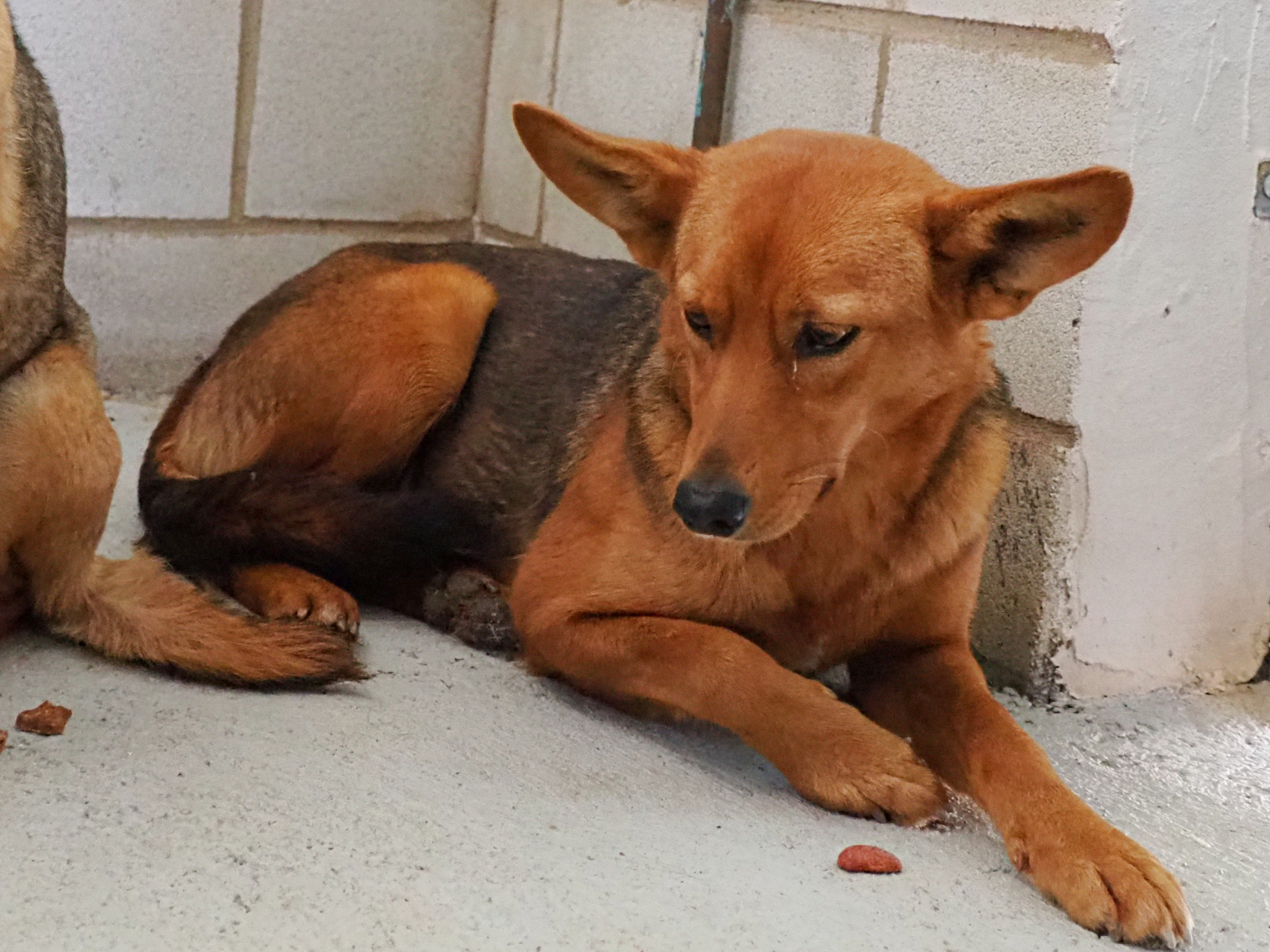 Lima - Podenco Andaluz Maneto, Pastor Alemán, Mestizo