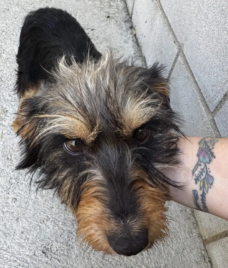 Pepa - Teckel (Pelo duro), Yorkshire Terrier, Jack Russell Terrier