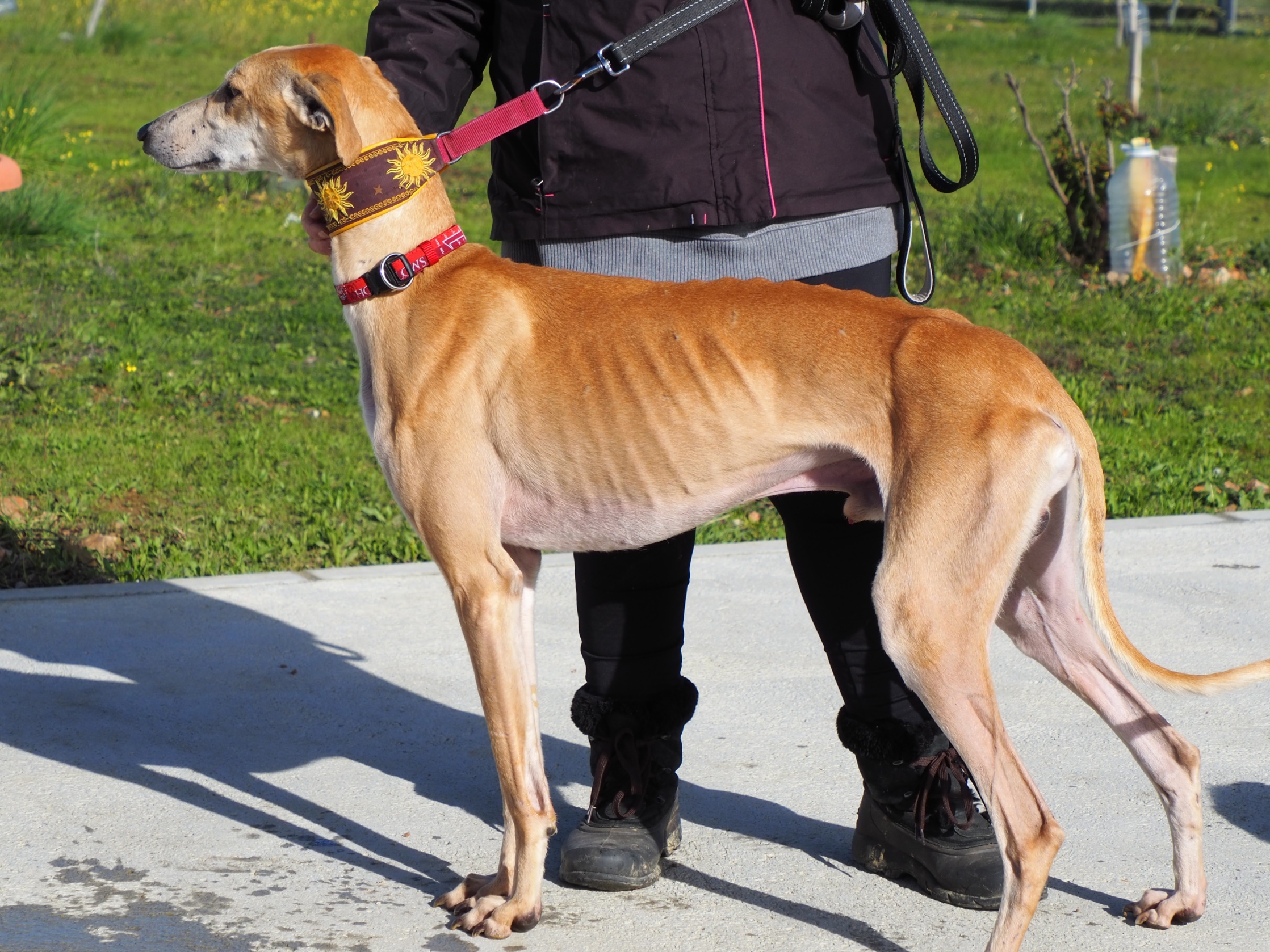 Sari - Galgo Español