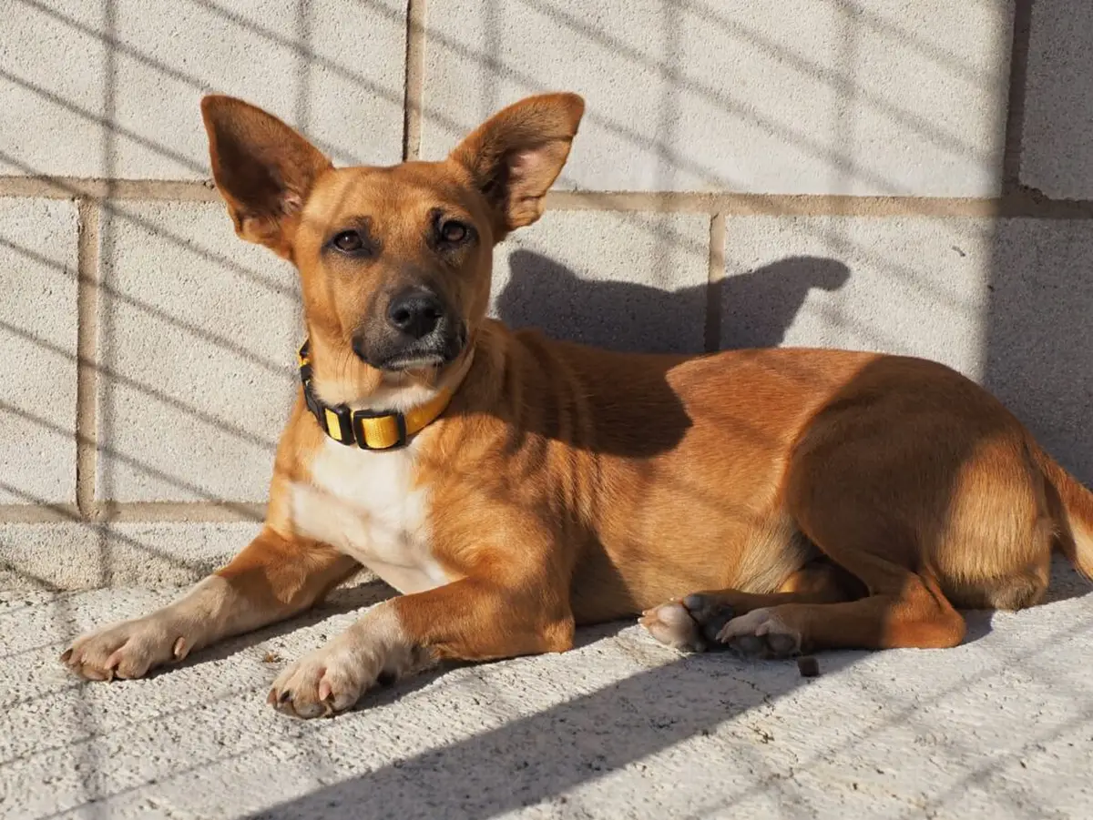 Yota, - Podenco Andaluz Maneto, Podenco Andaluz, Pastor Alemán