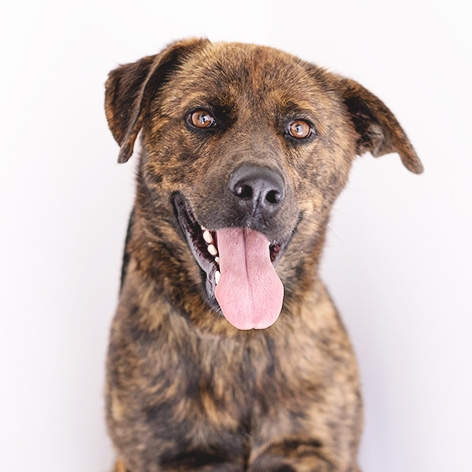 Bruc - Perro Majorero (Bardino Majorero), Alano Español, Labrador Retriever