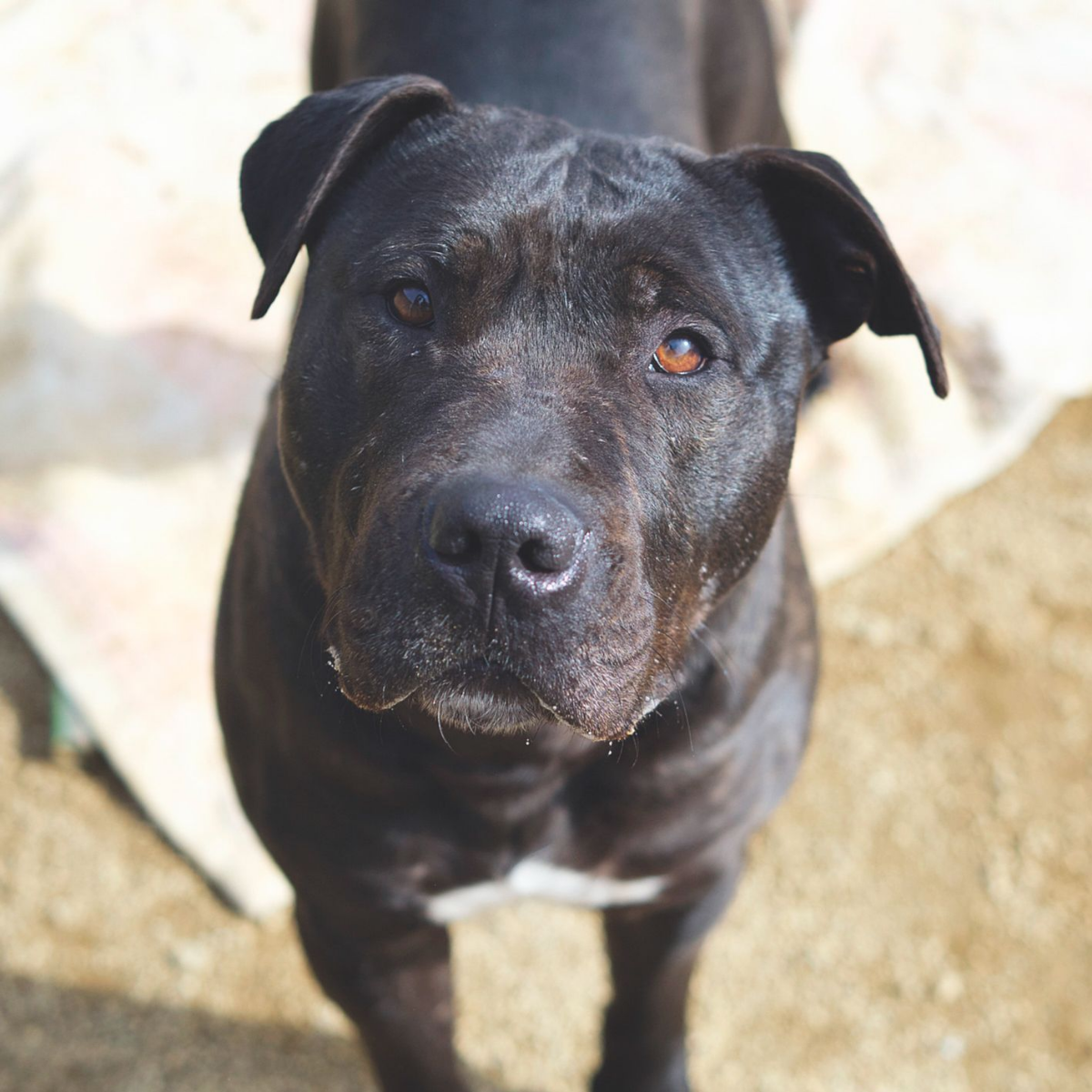 Xhek - Staffordshire Terrier Americano, Labrador Retriever, Alano Español