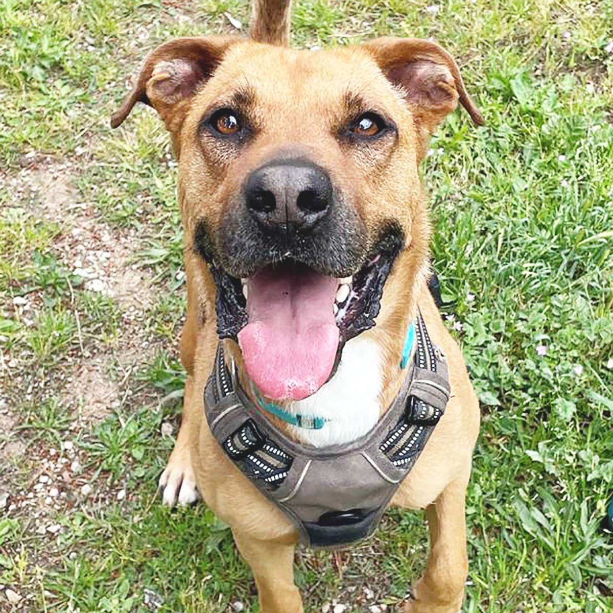 Simba - Pastor Alemán, Staffordshire Terrier Americano, Mestizo