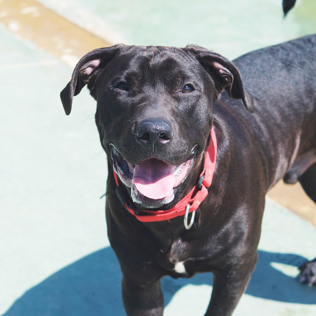 Panther - Staffordshire Terrier Americano, Labrador Retriever